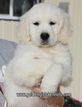Golden Girls Kennels photo