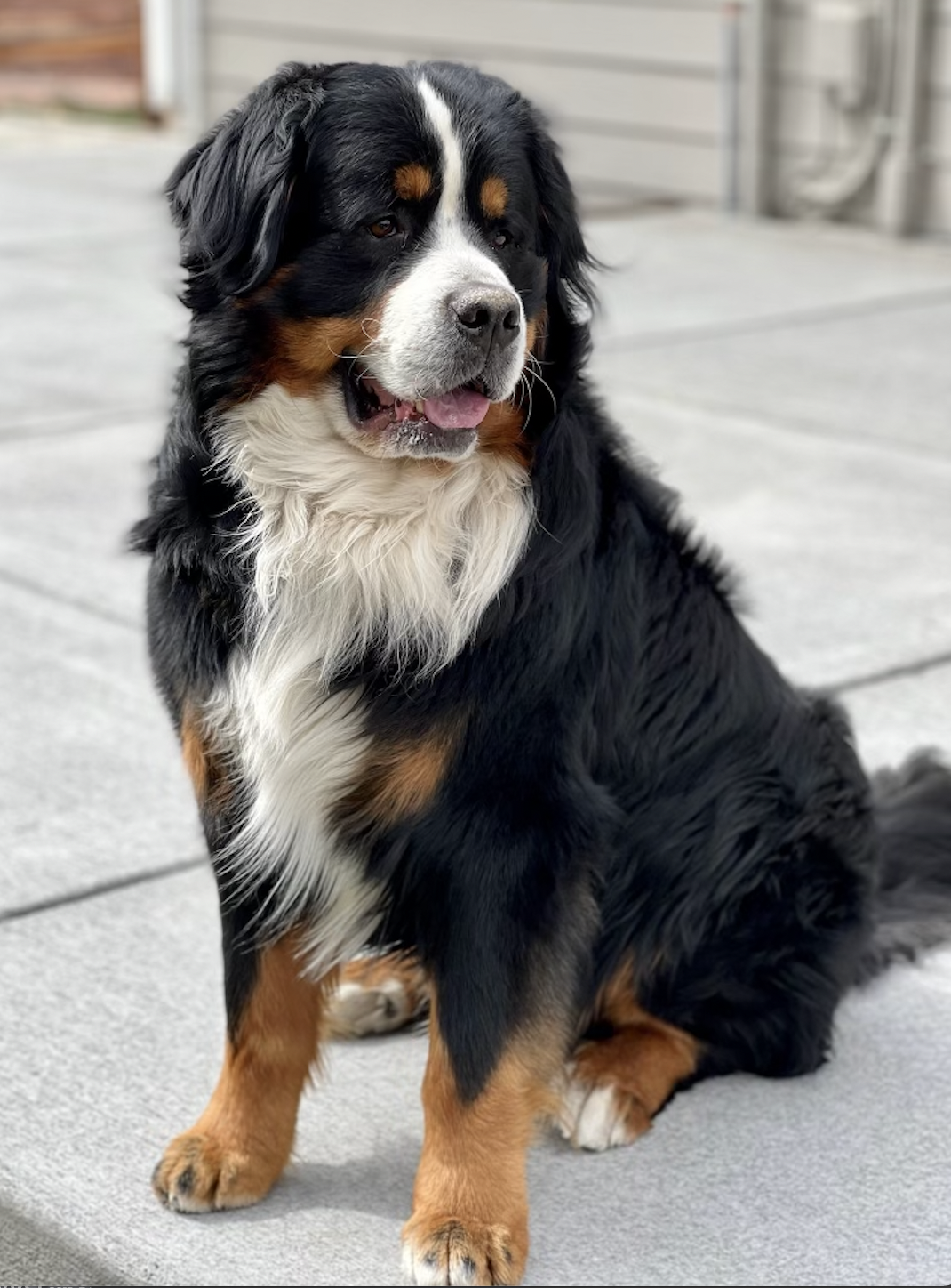 Colorado Berners photo