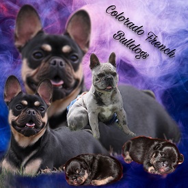 Colorado French Bulldogs photo