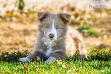 Circle CR Border Collies photo